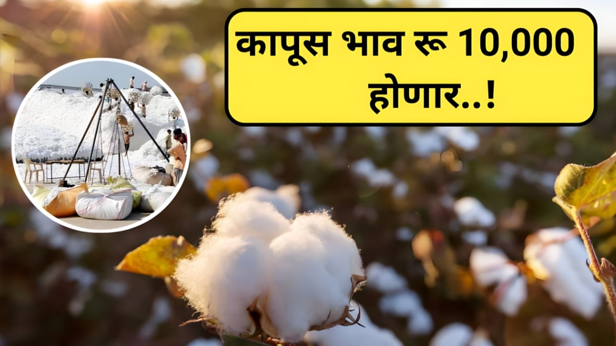 Cotton Price Today