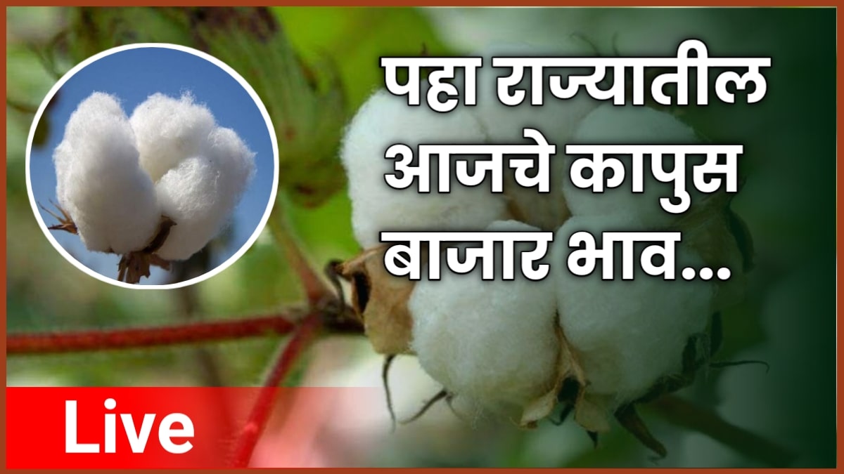 New Cotton Price Today