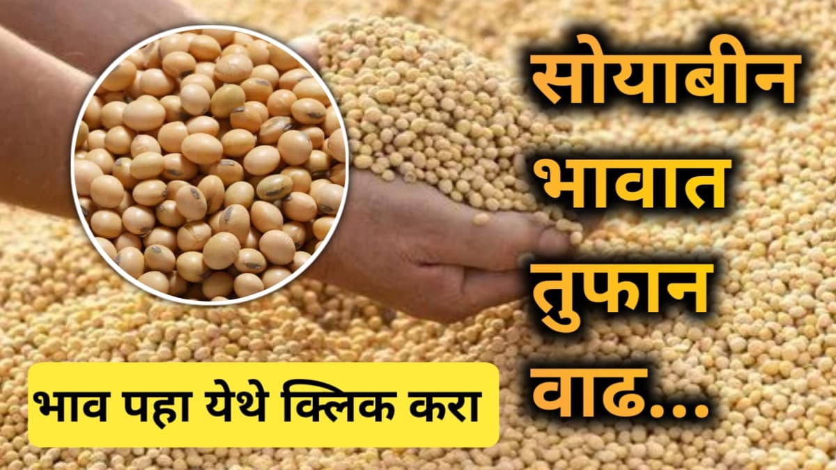 Soyabean Rate Today 21 January