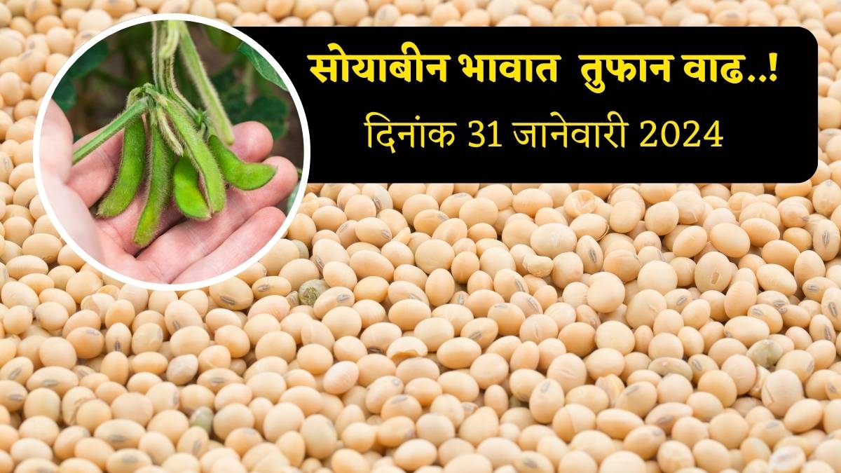 Soyabean Rate 31 January