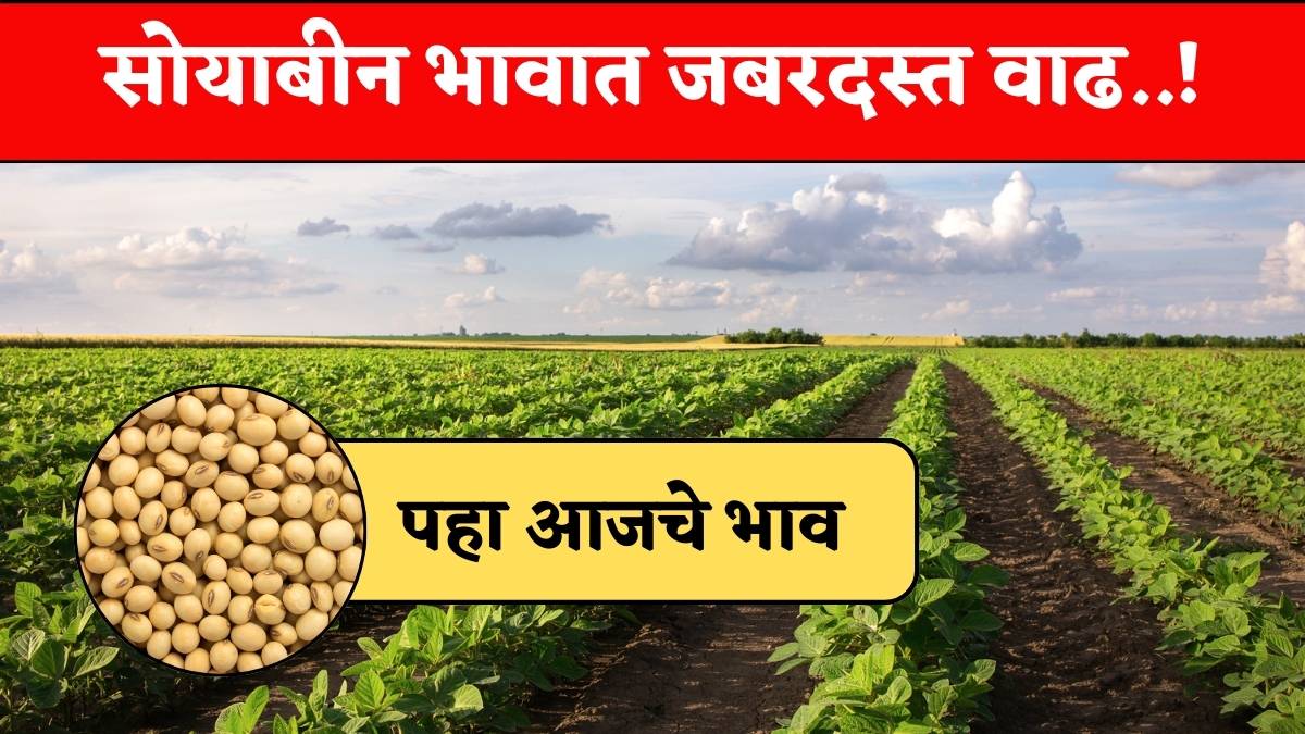 Soyabean rate today 23 January