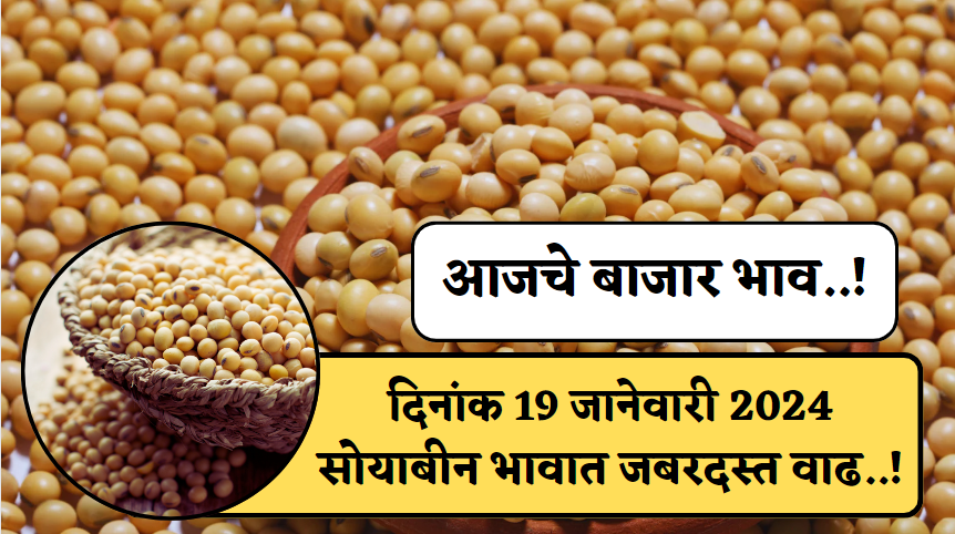 Soyabean Rate Today 19 January