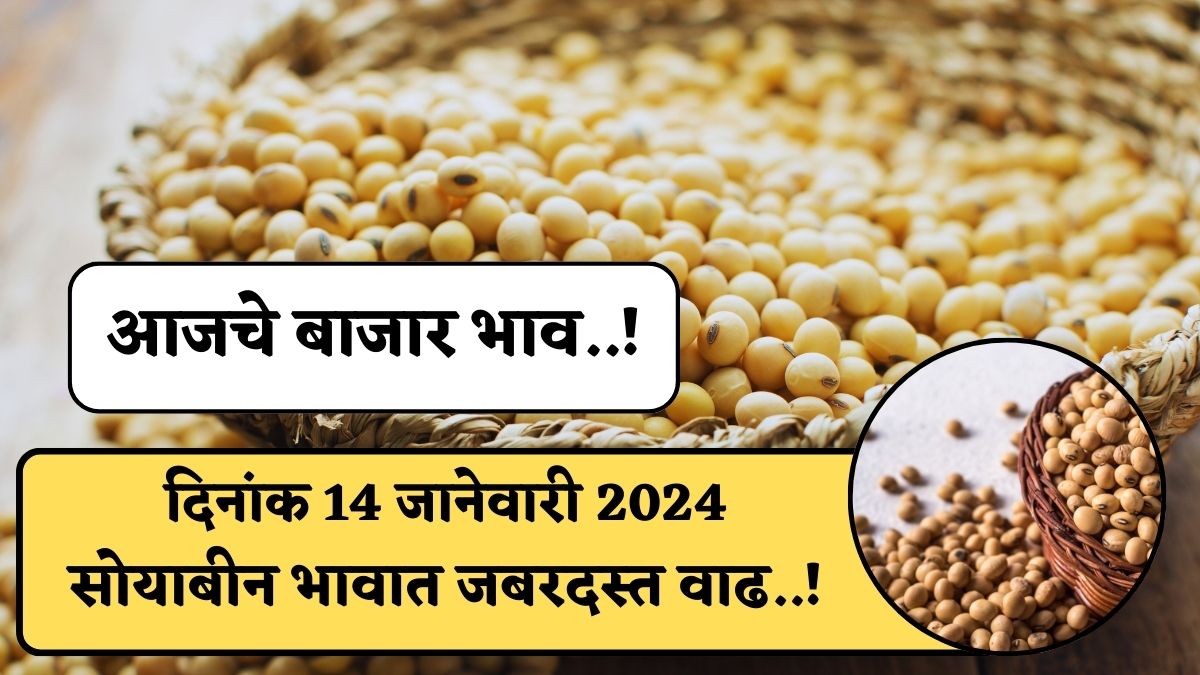 Soyabean Rate Today 14 January