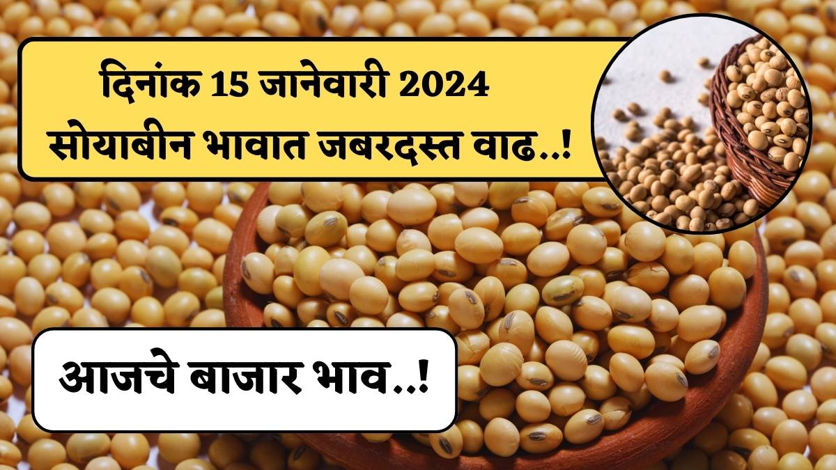 Soyabean Rate Today 15 january