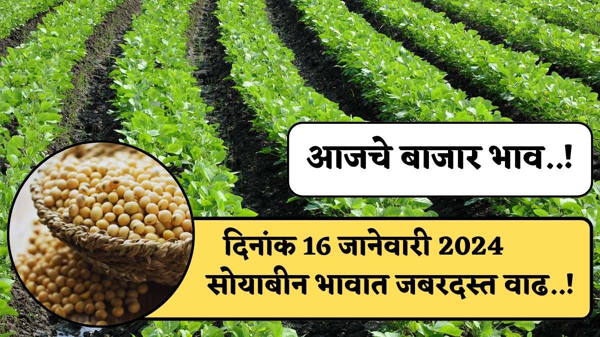 Soyabean Rate Today 6 january 2024