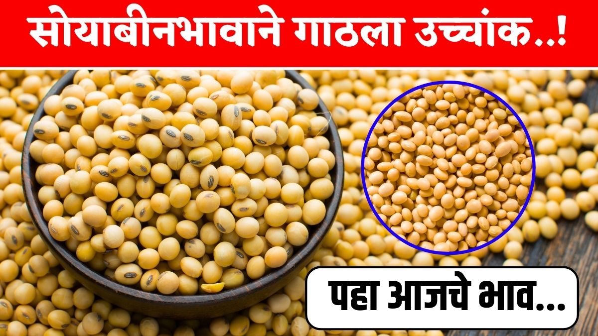 Soyabean Rate 6 January