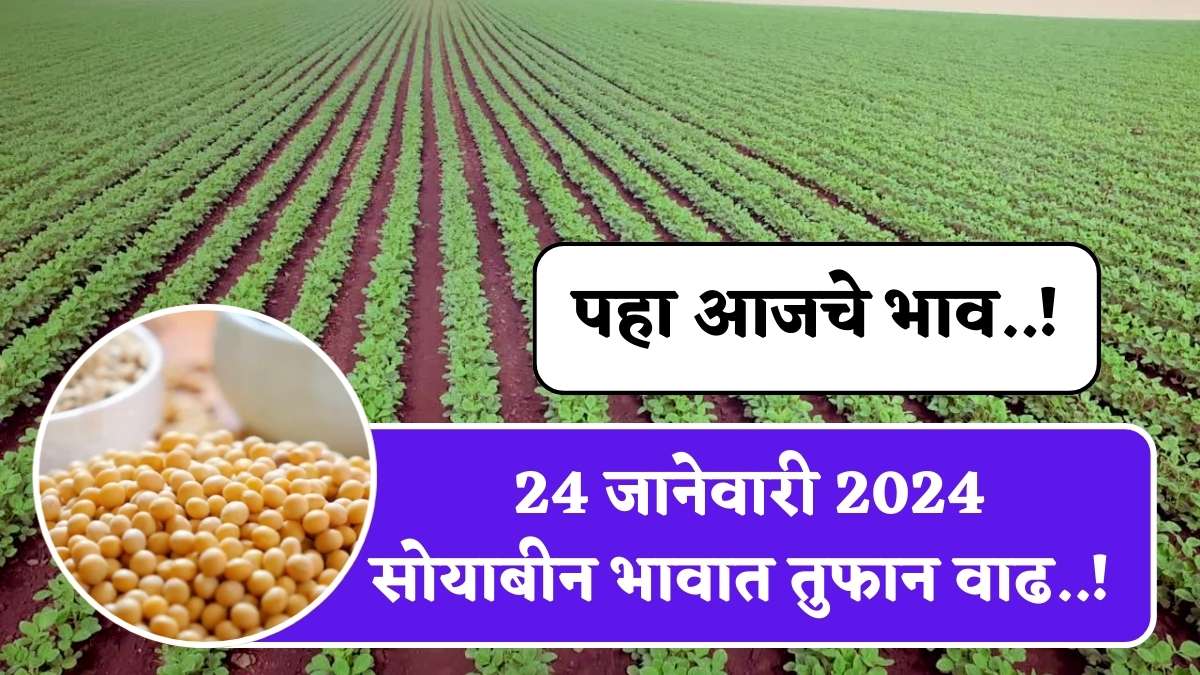 Soyabean Rate Today 24 January