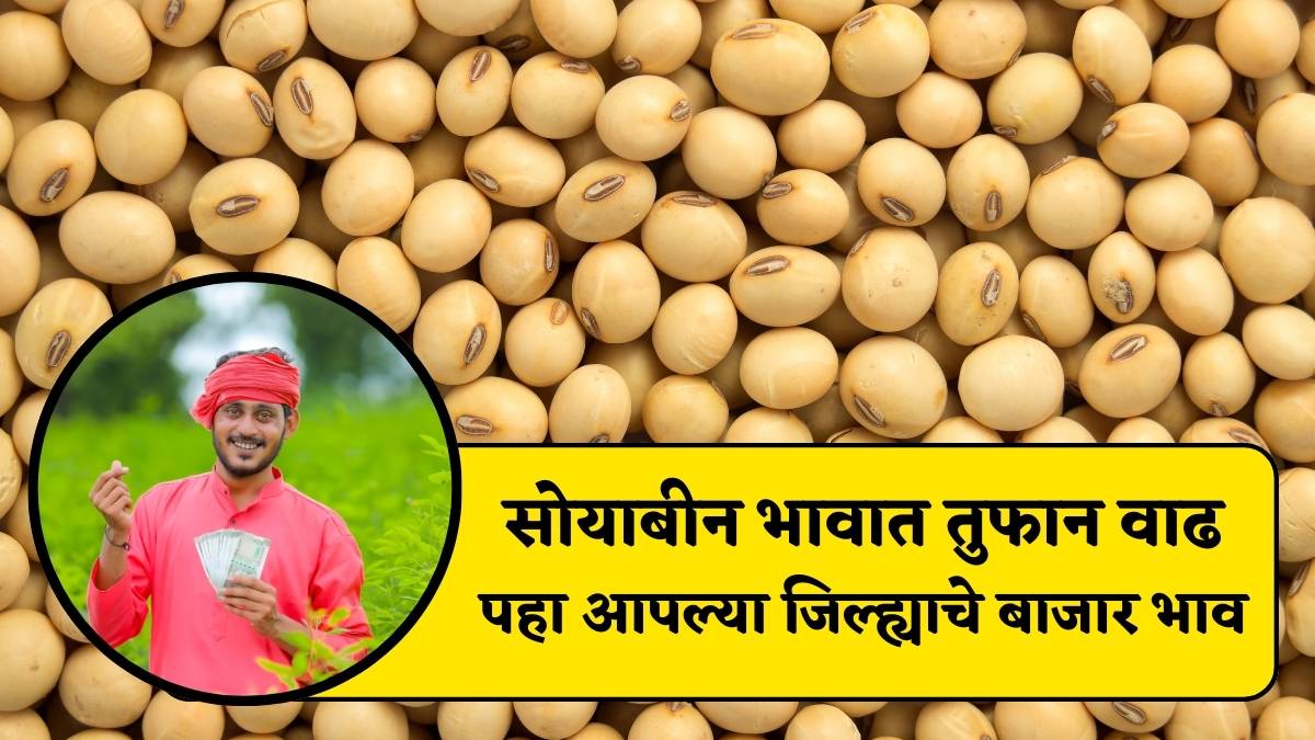 Soyabean Rate Today 7 February