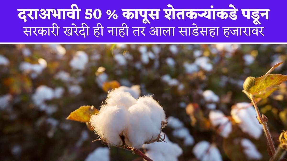 Cotton News